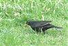 Blackbird