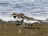 Little Ringed Plover