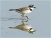 Little Ringed Plover