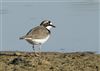 Little Ringed Plover