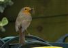 Robin