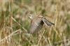 Whitethroat