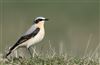 Wheatear