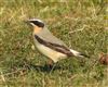Wheatear