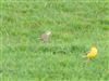 Yellow Wagtail
