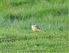 Yellow Wagtail