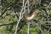 Photo of Redstart at Ivinghoe Beacon, Buckinghamshire. Taken by Robert Meardon on 13th April 2025.
