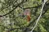 Photo of Redstart at Ivinghoe Beacon, Buckinghamshire. Taken by Robert Meardon on 13th April 2025.