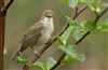 Reed Warbler