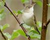 Reed Warbler