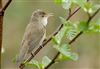 Reed Warbler