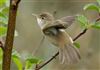 Reed Warbler