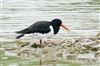 Oystercatcher
