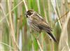 Reed Bunting