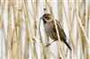 Reed Bunting