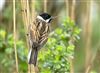 Reed Bunting