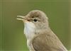 Reed Warbler
