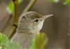 Reed Warbler