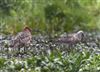 Bar-tailed Godwit