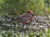 Bar-tailed Godwit