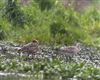 Bar-tailed Godwit