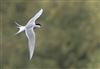 Arctic Tern