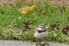 Yellow Wagtail