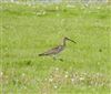 Whimbrel
