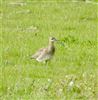 Whimbrel