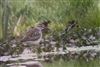 Wood Sandpiper