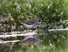 Wood Sandpiper