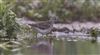 Wood Sandpiper