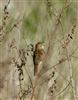 Grasshopper Warbler
