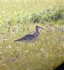 Whimbrel