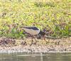 Oystercatcher