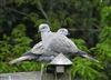 Photo of Collared Dove at Lee Common , Buckinghamshire. Taken by Don Stone on 24th April 2025.