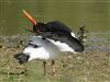 Oystercatcher