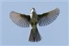Whitethroat