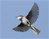 Whitethroat
