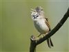Whitethroat