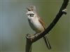 Whitethroat