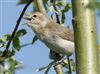 Garden Warbler