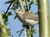 Garden Warbler