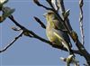 Greenfinch