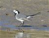 White Wagtail