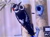 Great Spotted Woodpecker
