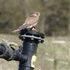 Kestrel