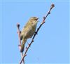 Chiffchaff