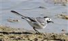 Pied Wagtail