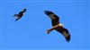 Red Kite